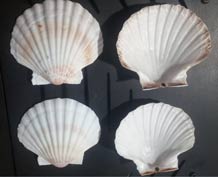 CONCHA DE VIEIRA 